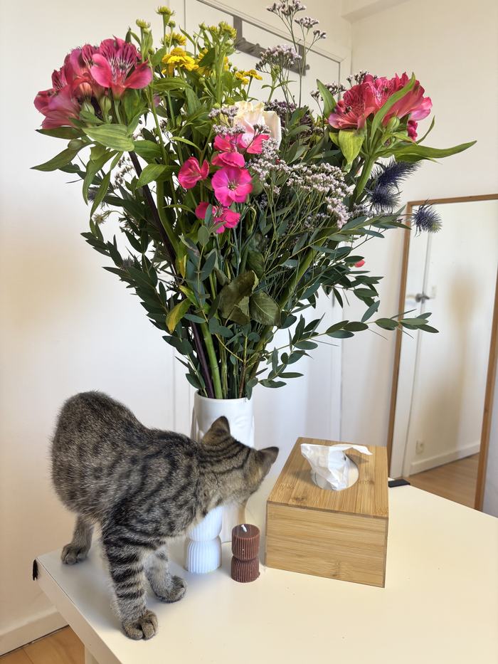Bouquet de fleurs fraîches et chat curieux